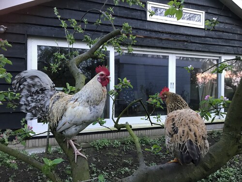 Spacious Country Home With Spectacular View on Lake in Waterland, Amsterdam Area