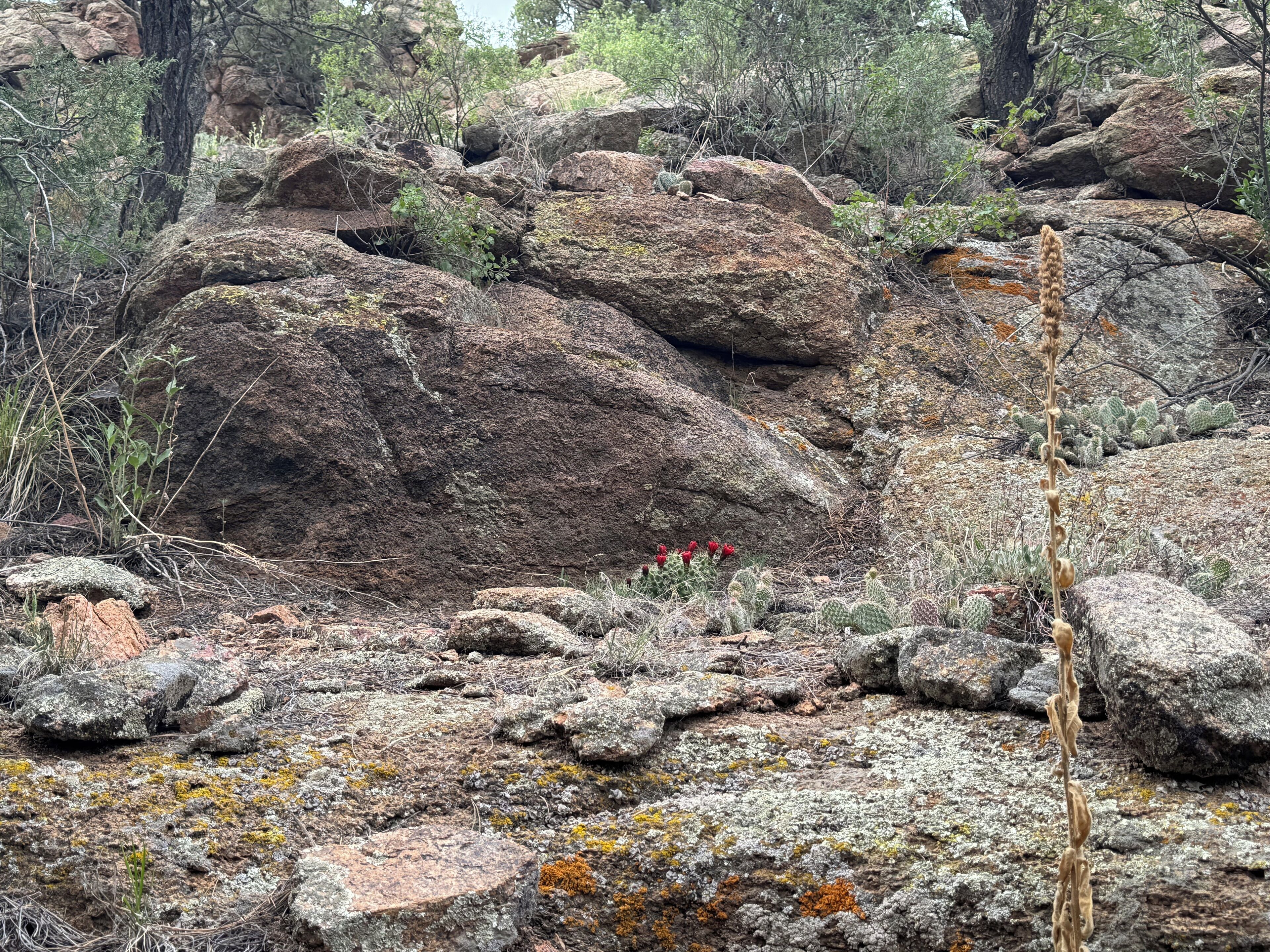 A rocky terrain with large boulders, sparse vegetation, and a cactus in the foreground.