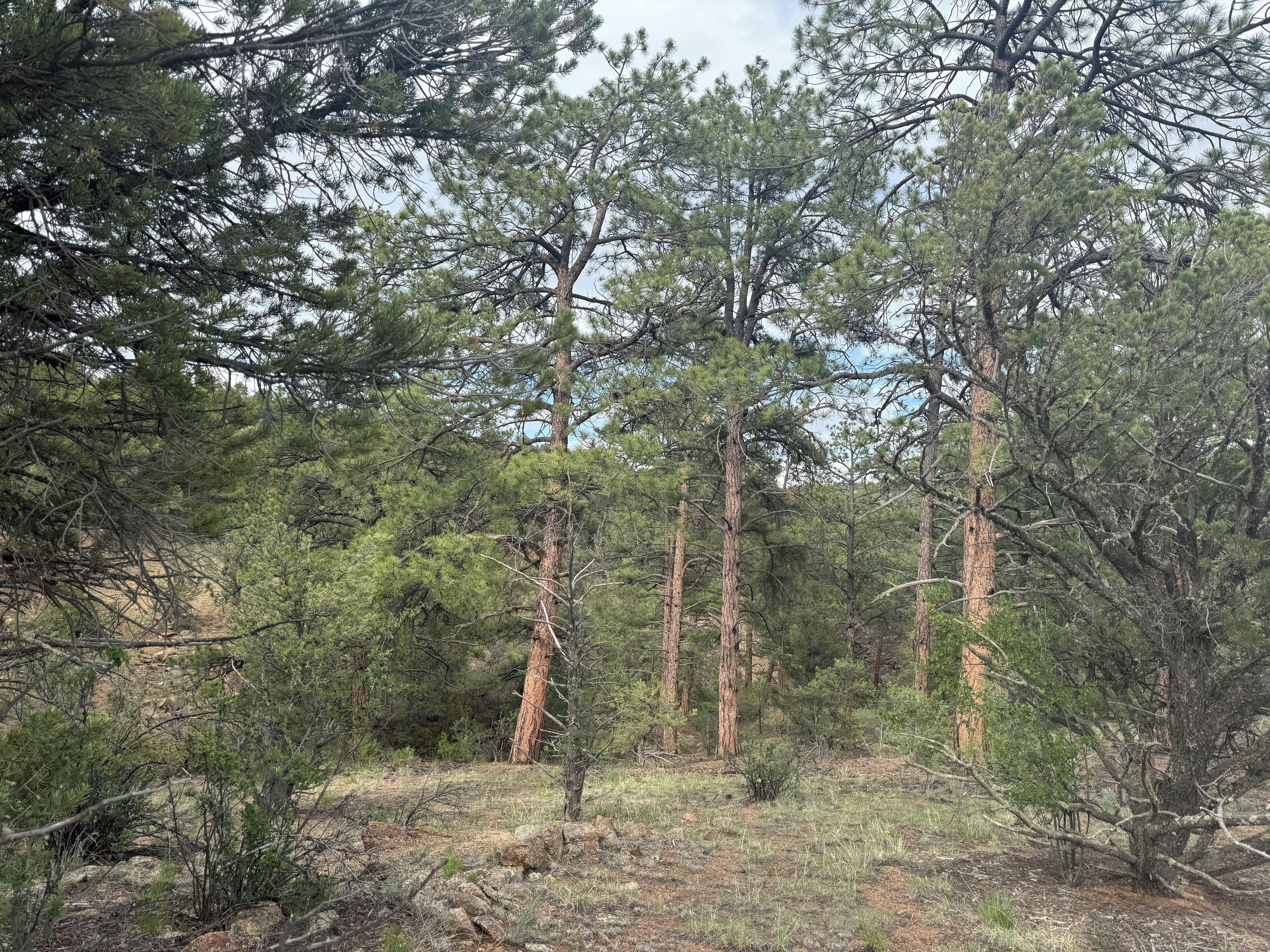 Un bosque denso de altos pinos y terreno rocoso.