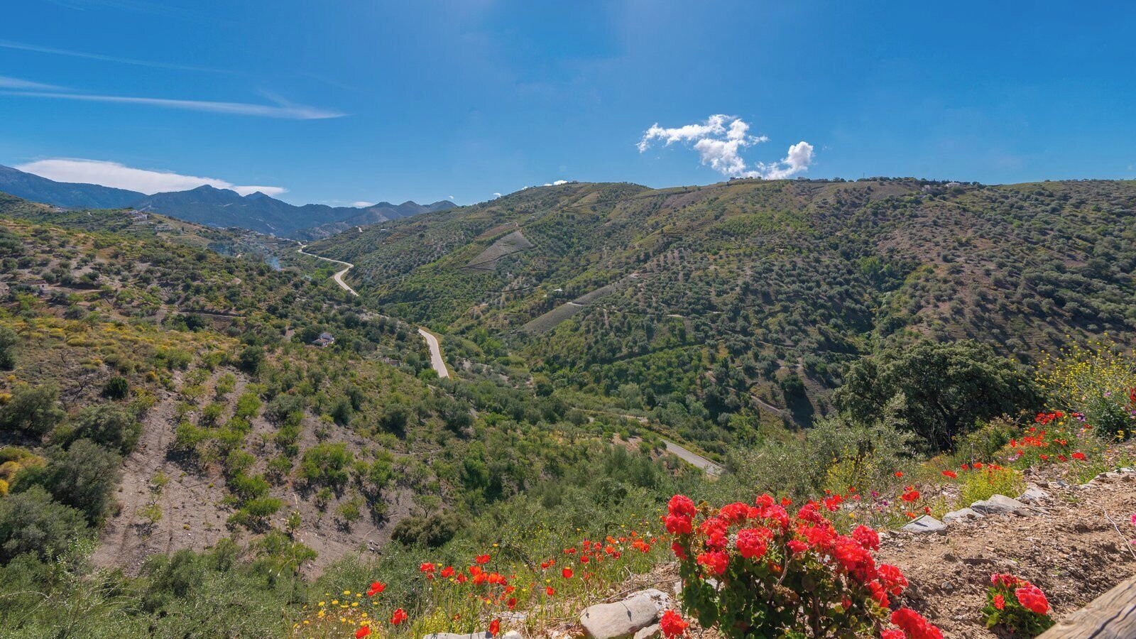 Un paysage montagneux avec une route sinueuse et des fleurs rouges au premier plan.