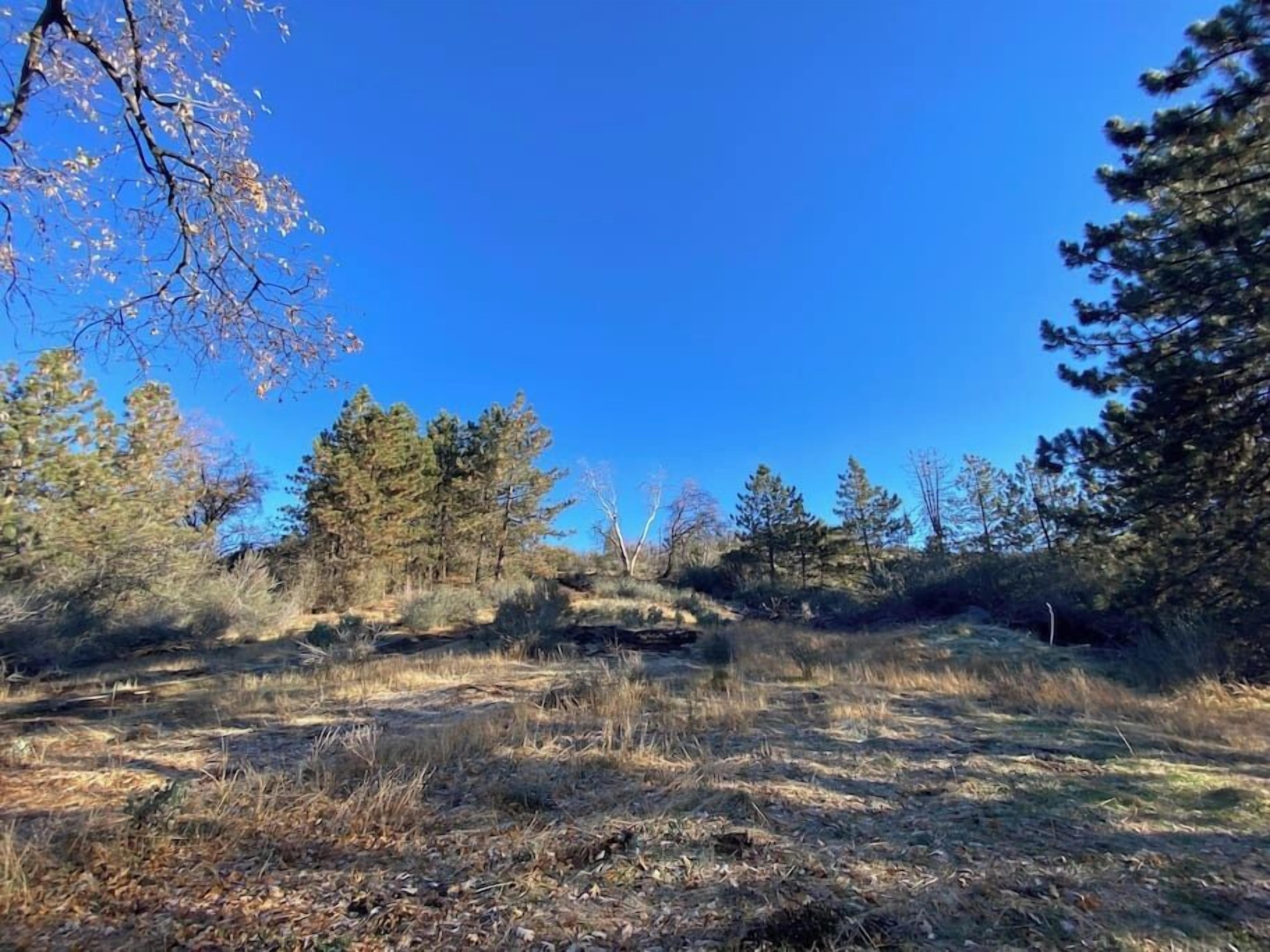 A natural landscape with a variety of trees and shrubs, a clear blue sky, and a dry grassy field.