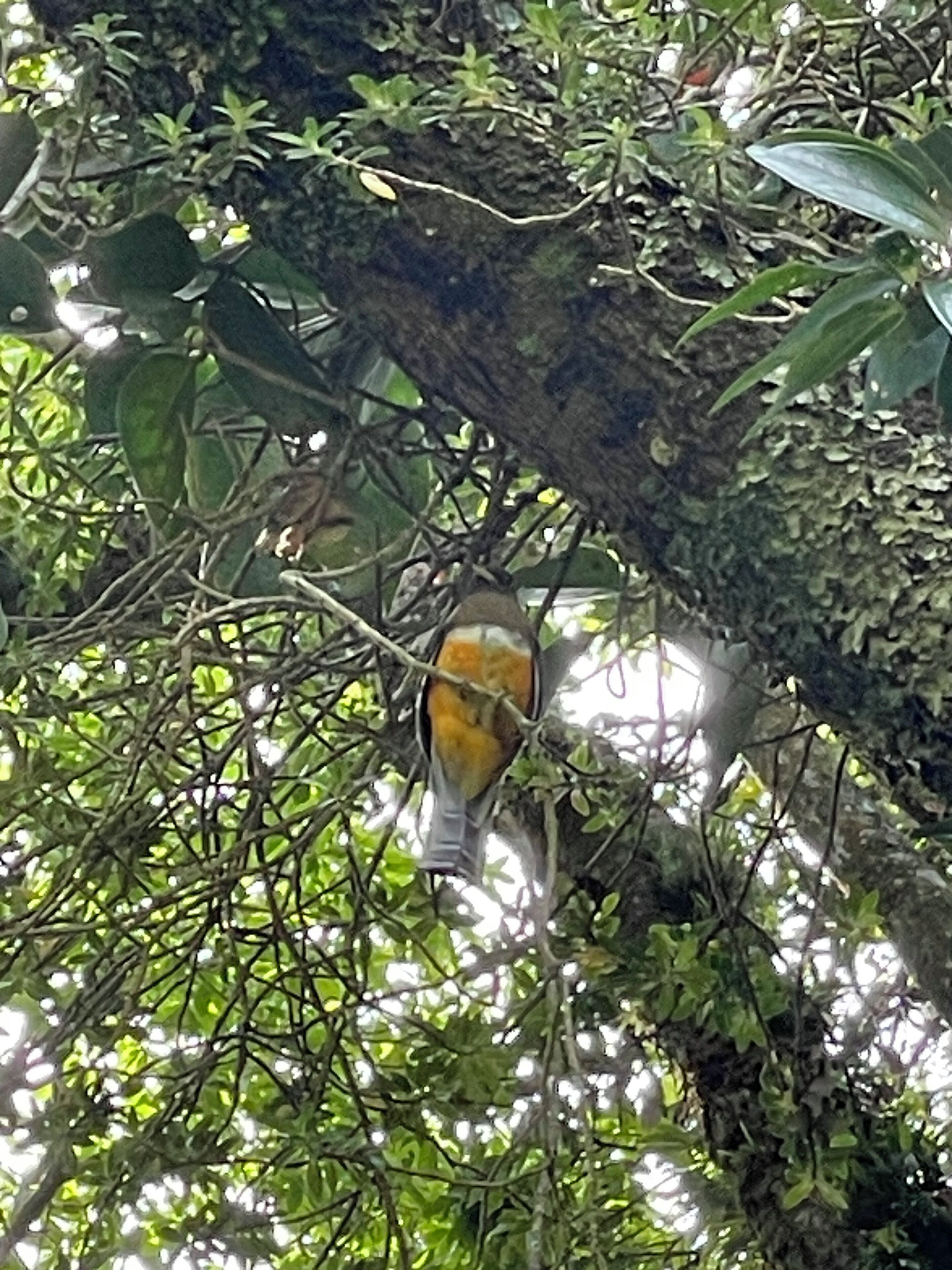 Un pájaro posado en una rama de árbol.