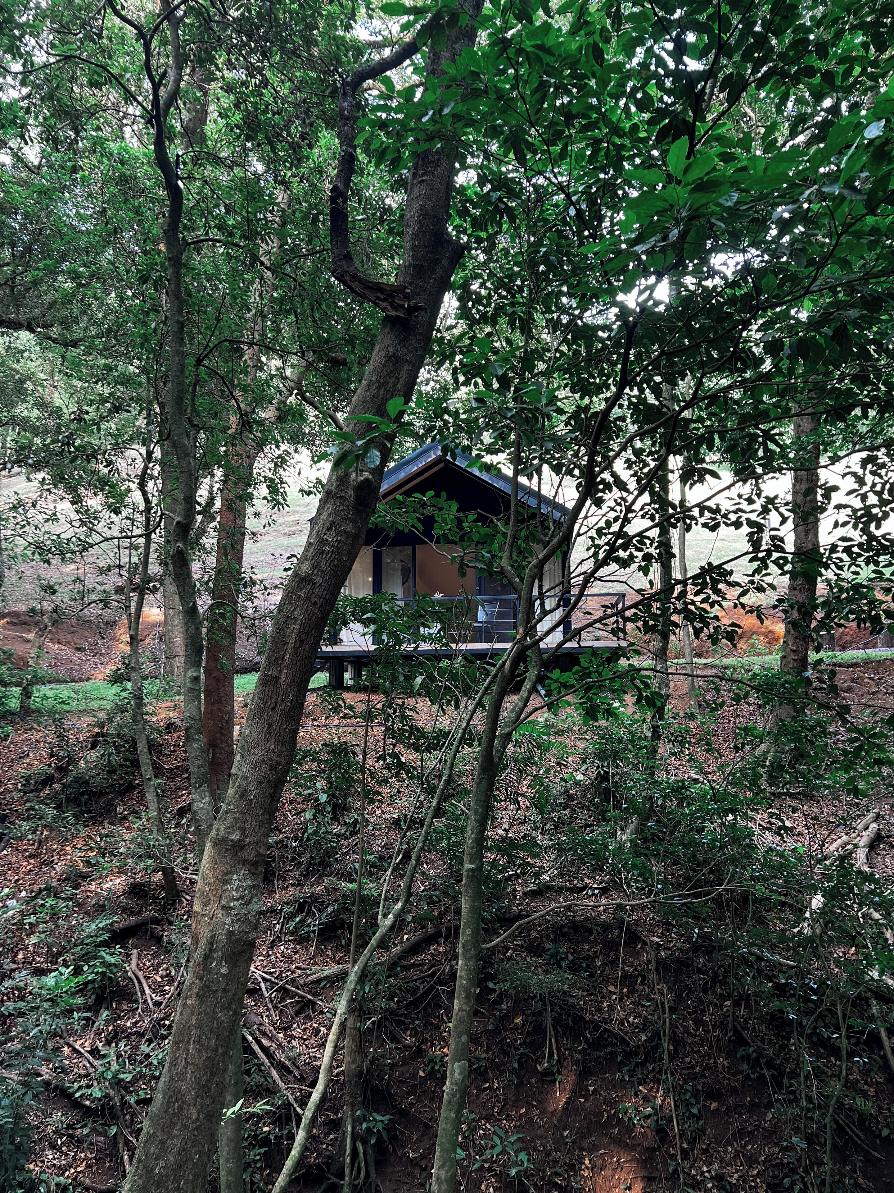 A cabin nestled among trees with a view of the surrounding forest.