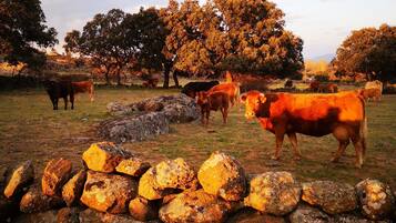 A rural landscape with cows grazing, trees, and a stone wall.