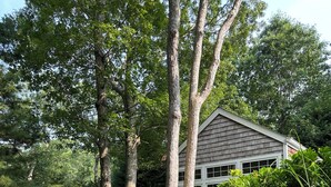 Une maison entourée d’une végétation luxuriante et de grands arbres.