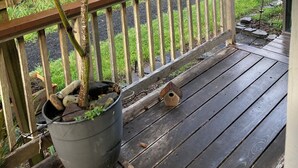 A wooden deck with a railing, a potted plant, and a birdhouse. - Riverfront Beach House Rental (Yachats)