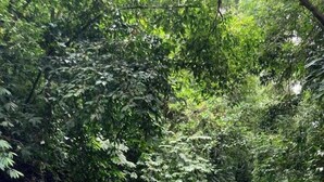 A river with clear water flowing through a rocky bed, surrounded by dense green foliage. - VerdEnergia  (Mercedes Sur)