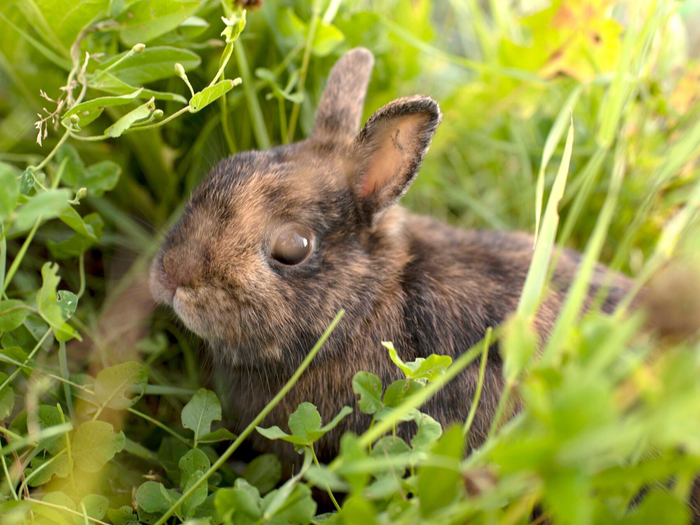 Primer plano de un conejo en un entorno natural con follaje verde.