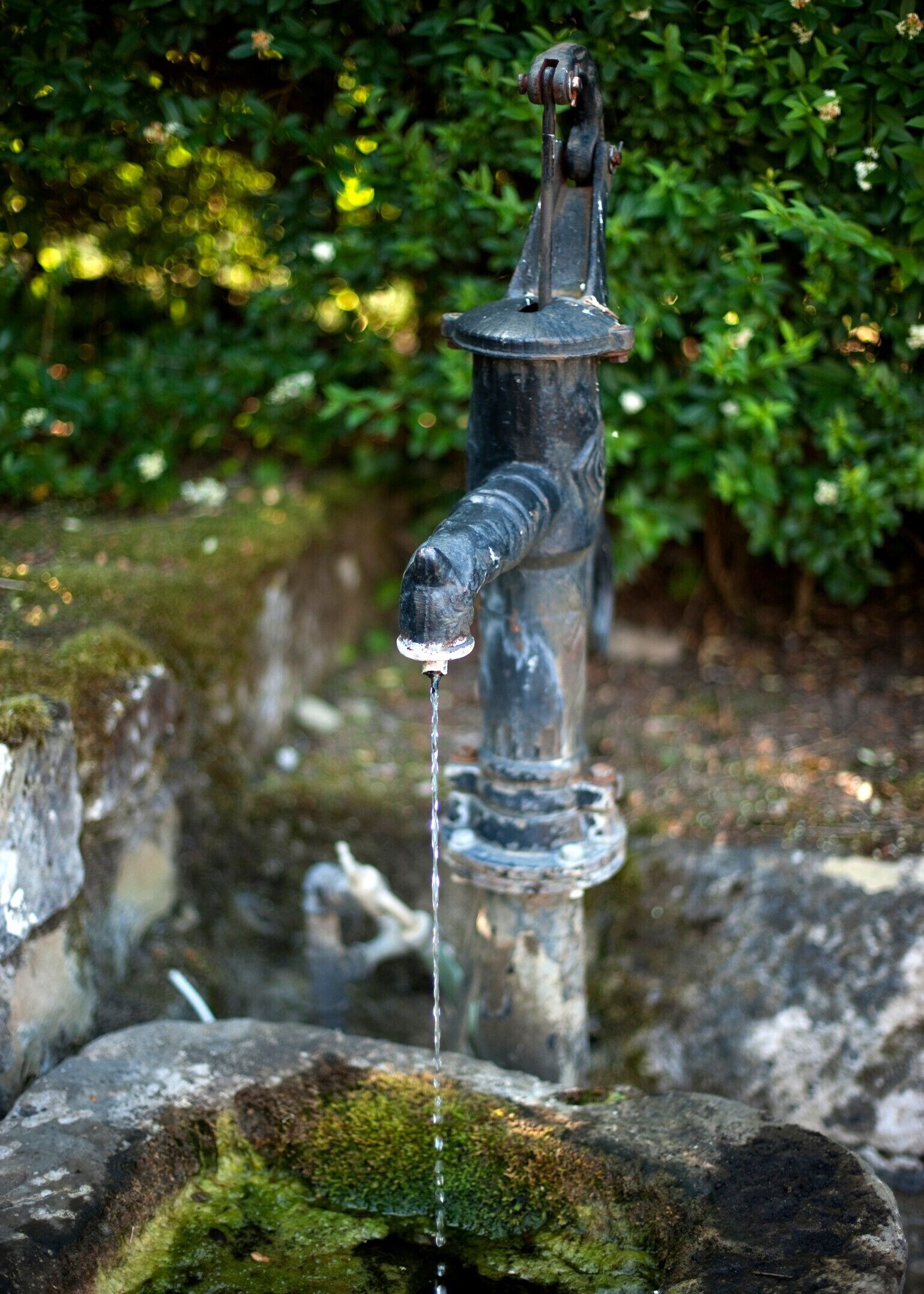 Un caño de metal con agua fluyendo hacia una cuenca de piedra, rodeado de musgo y follaje.