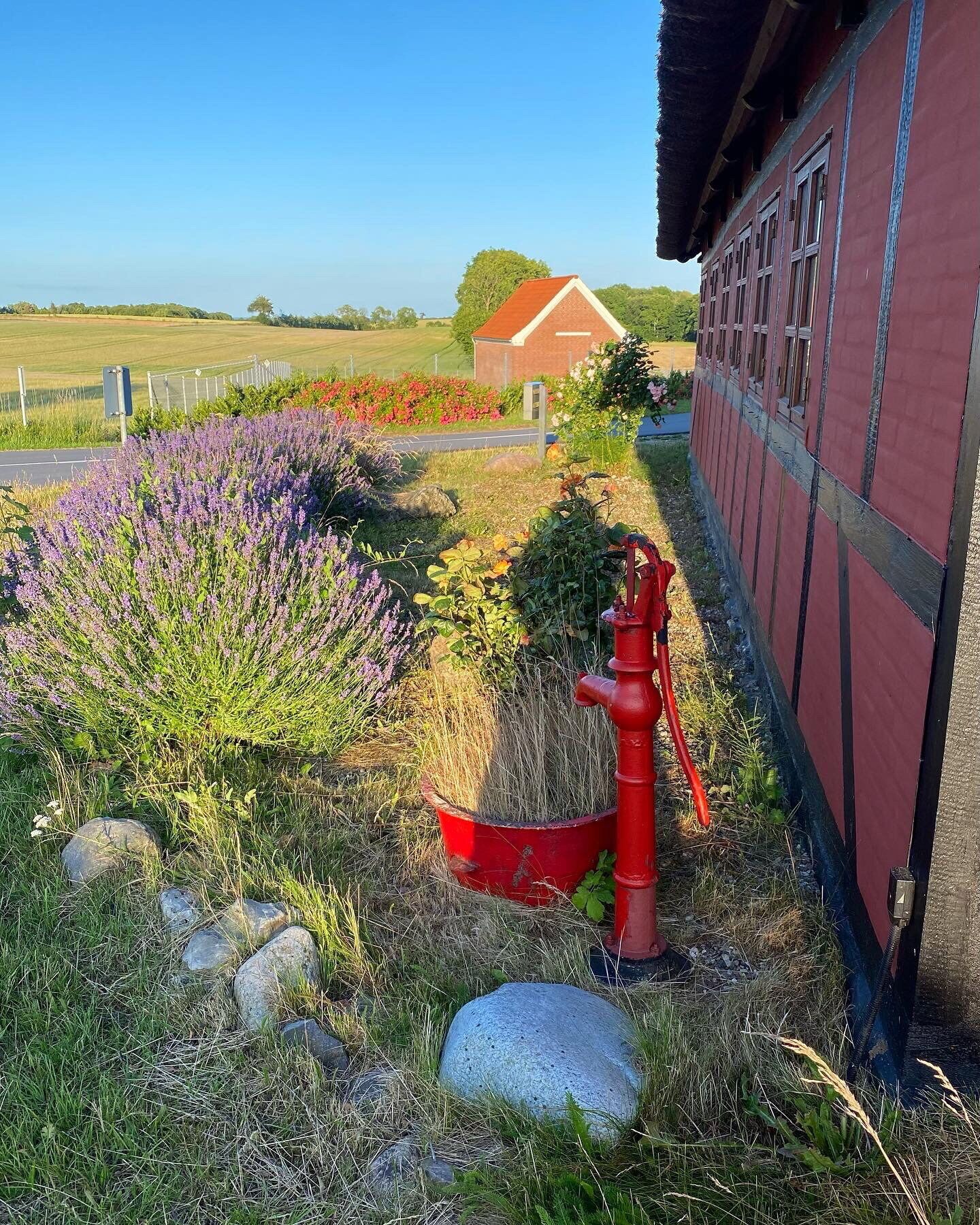 A rural landscape with a red building, a field of lavender, and a red fire hydrant.