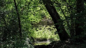 A forested area with a stream reflecting the surrounding trees. - Dormir au Chant des Loups - 1 (Sury-aux-Bois)