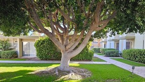 Un albero maturo con un prato curato e un edificio sullo sfondo.