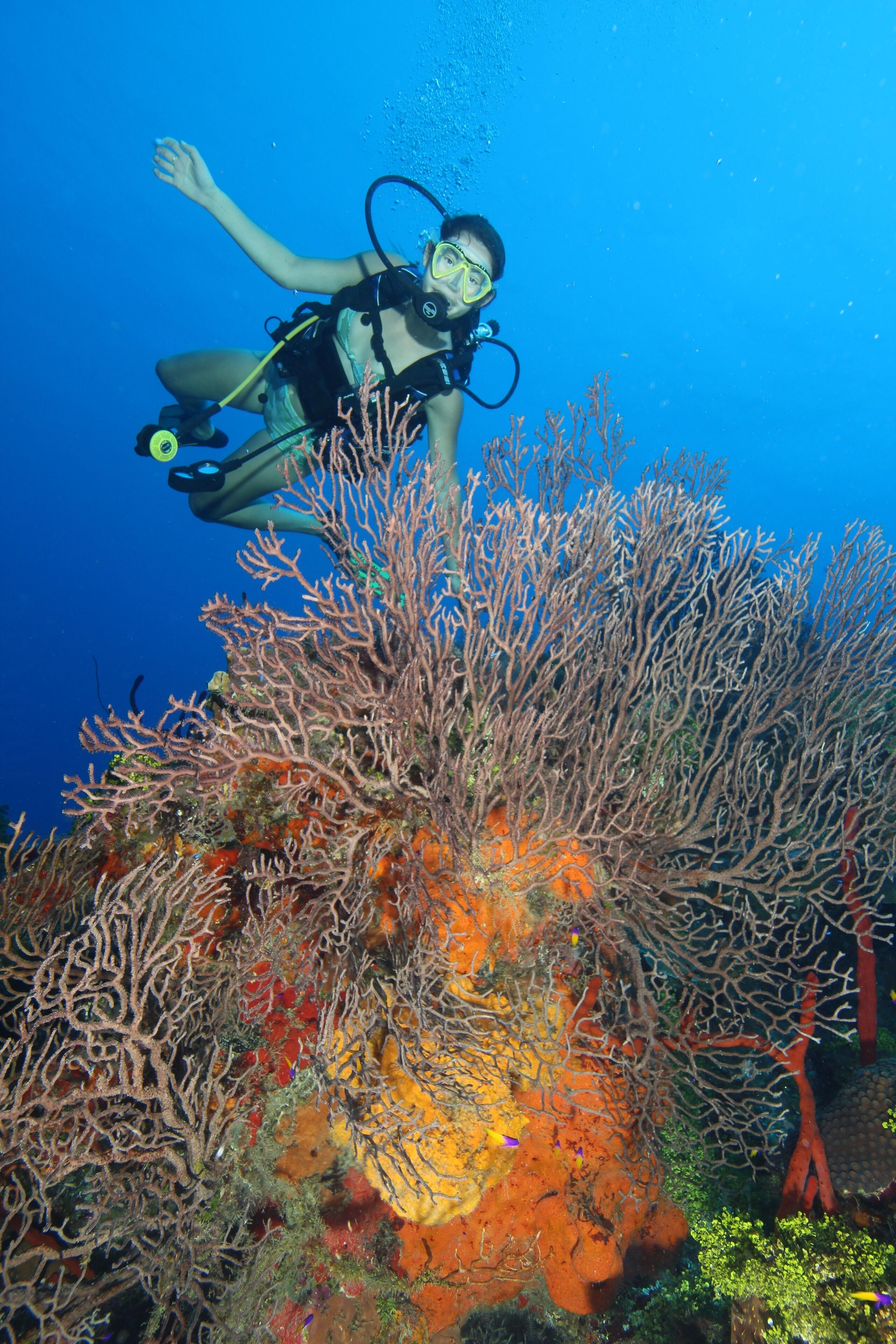 Un buzo explora un arrecife de coral con formaciones coralinas vibrantes y vida marina.