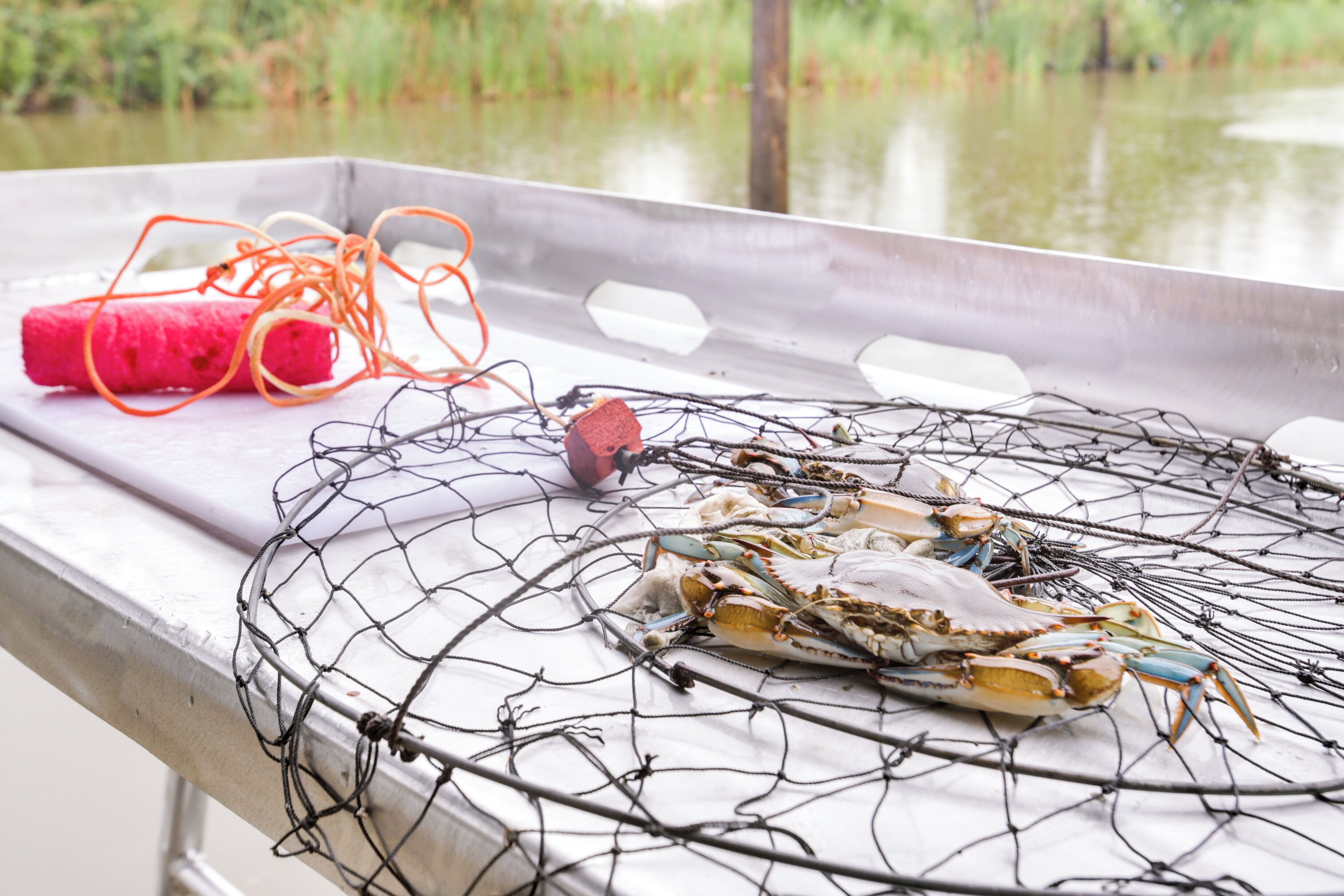 A metal surface with a wire crab trap containing crabs, a pink object, and tangled orange strings.