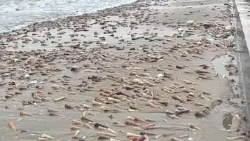 Vista desde la propiedad