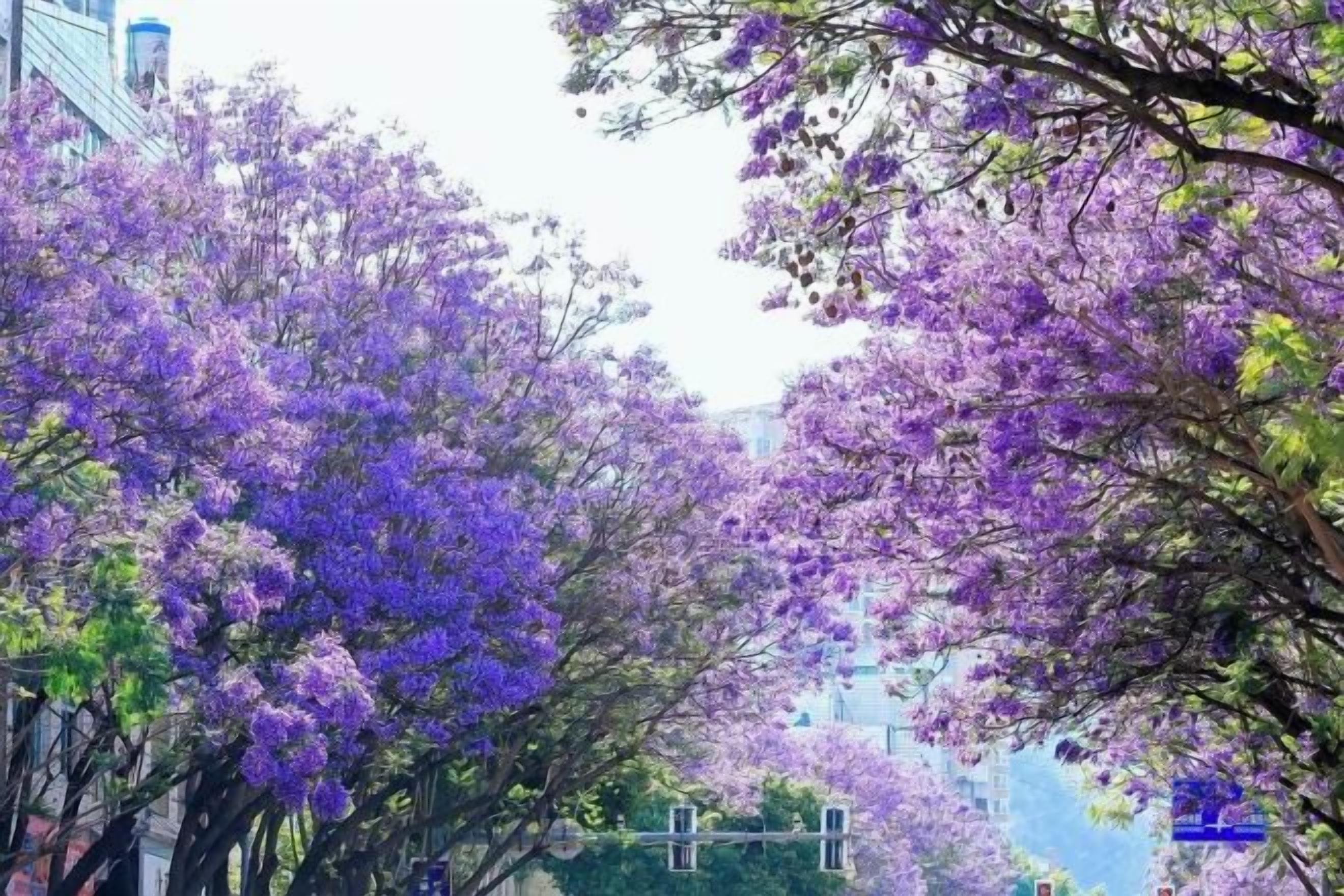 منوع