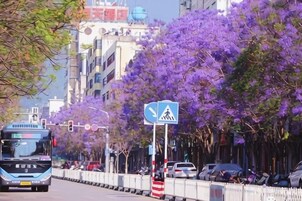 A street with purple flowering trees, a pedestrian crossing sign, and a bus.
