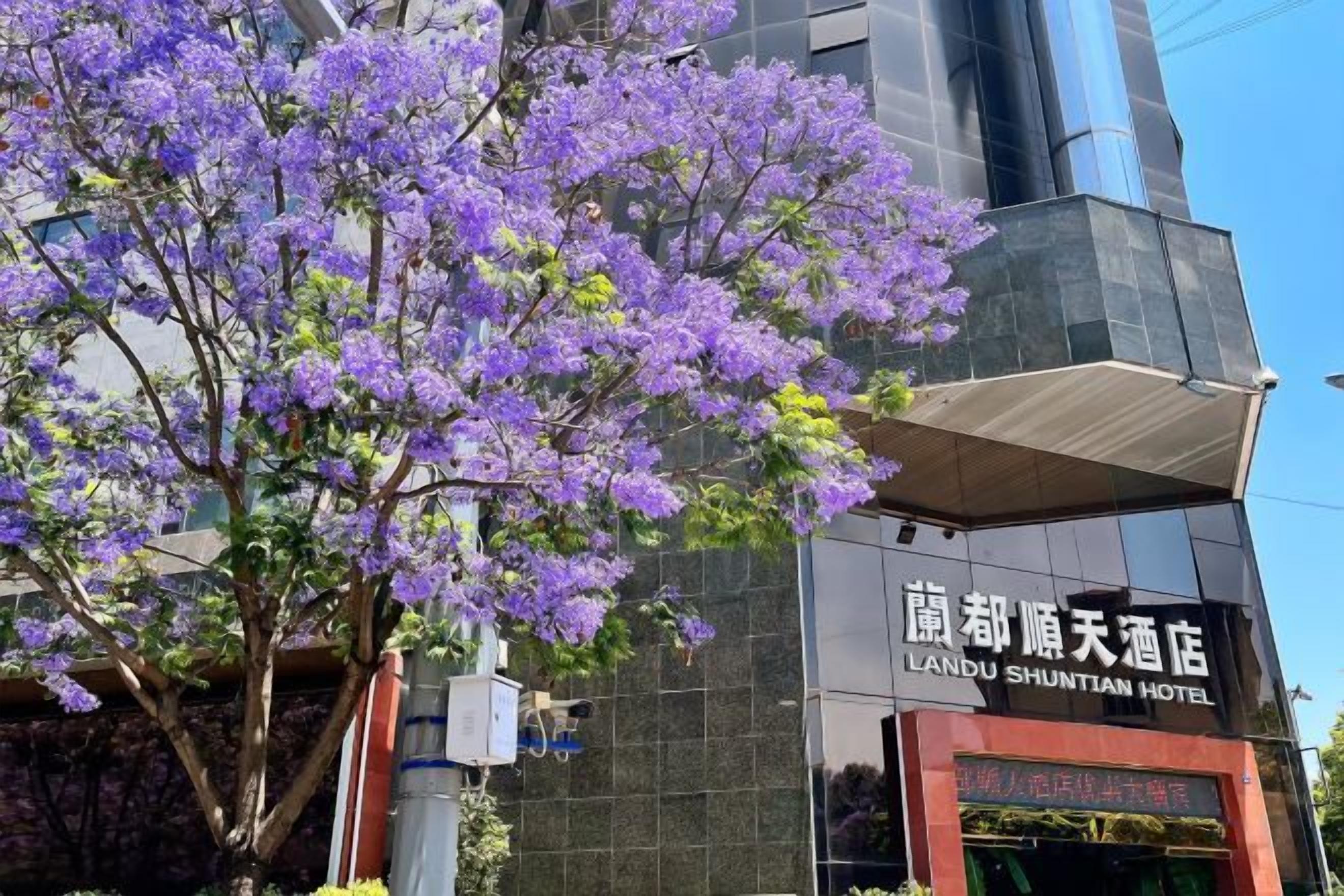 Un edificio de hotel con un letrero en un idioma extranjero, un árbol con flores moradas en primer plano, y un cielo despejado.