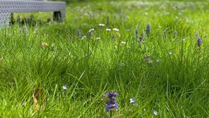A grassy area with flowers and a white structure in the background.