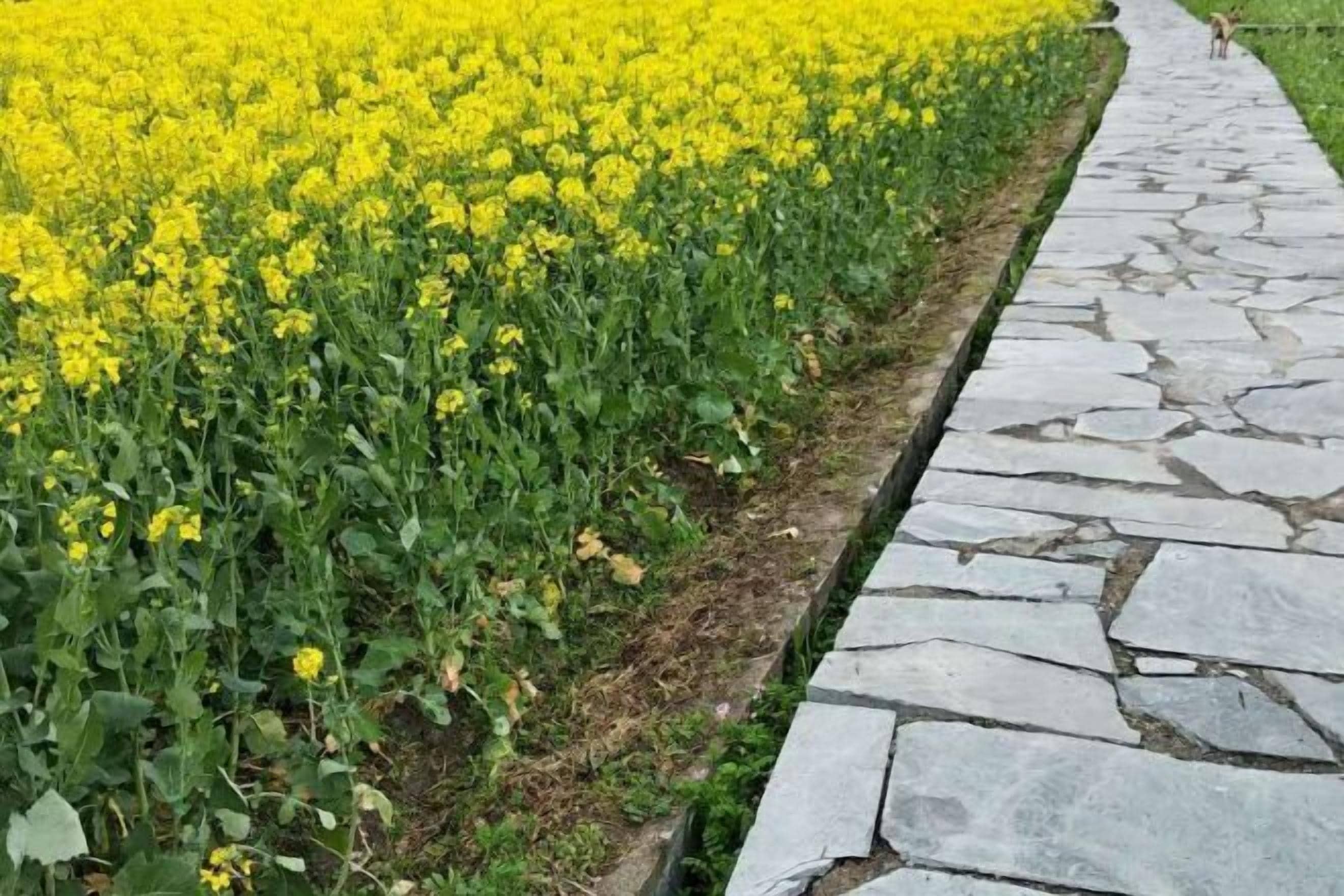 A stone pathway alongside a field of yellow flowers.
