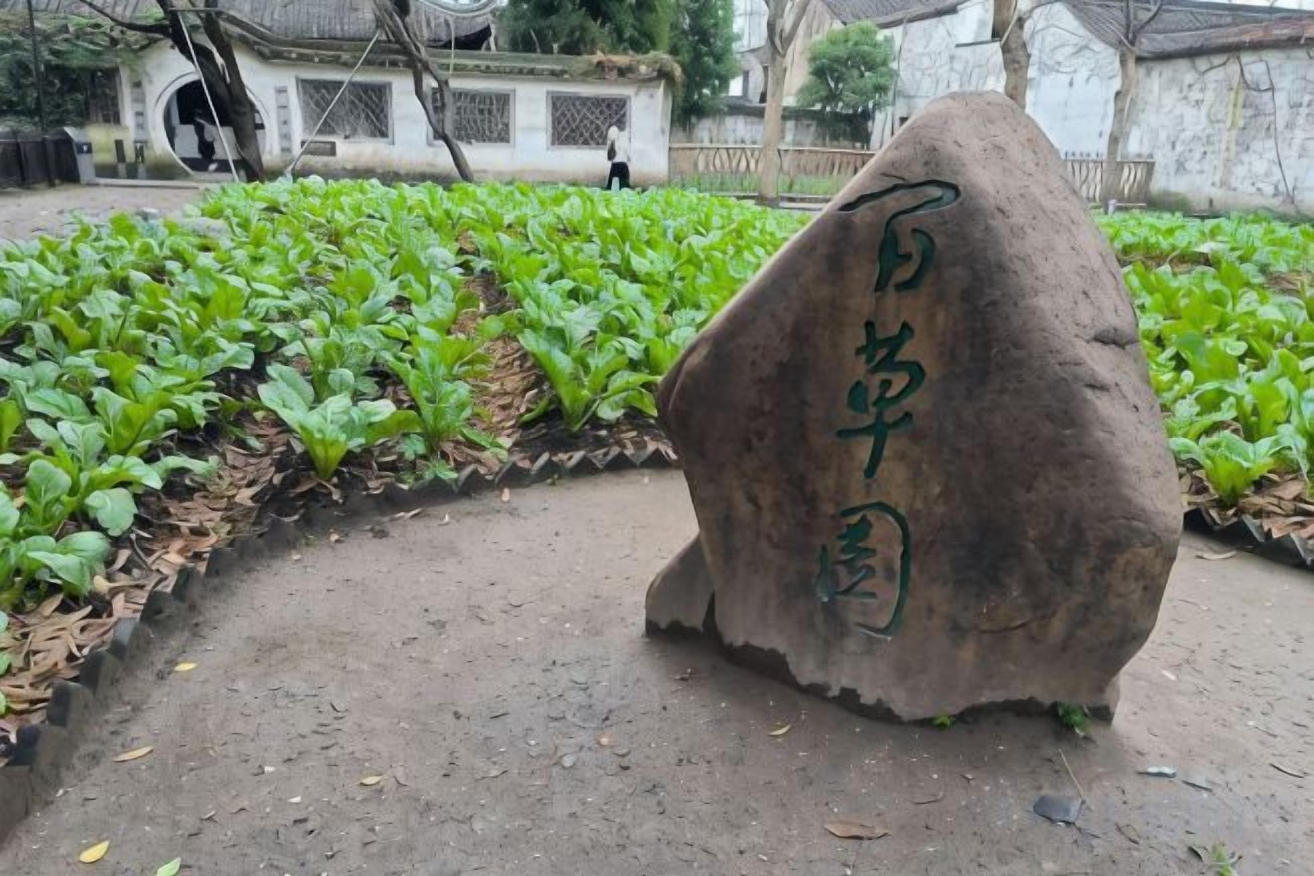 A rock with Chinese characters, surrounded by a garden with green plants.