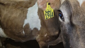 A cow with a yellow ear tag labeled "Jodex 1964". - Pondside Campground (Meadville)