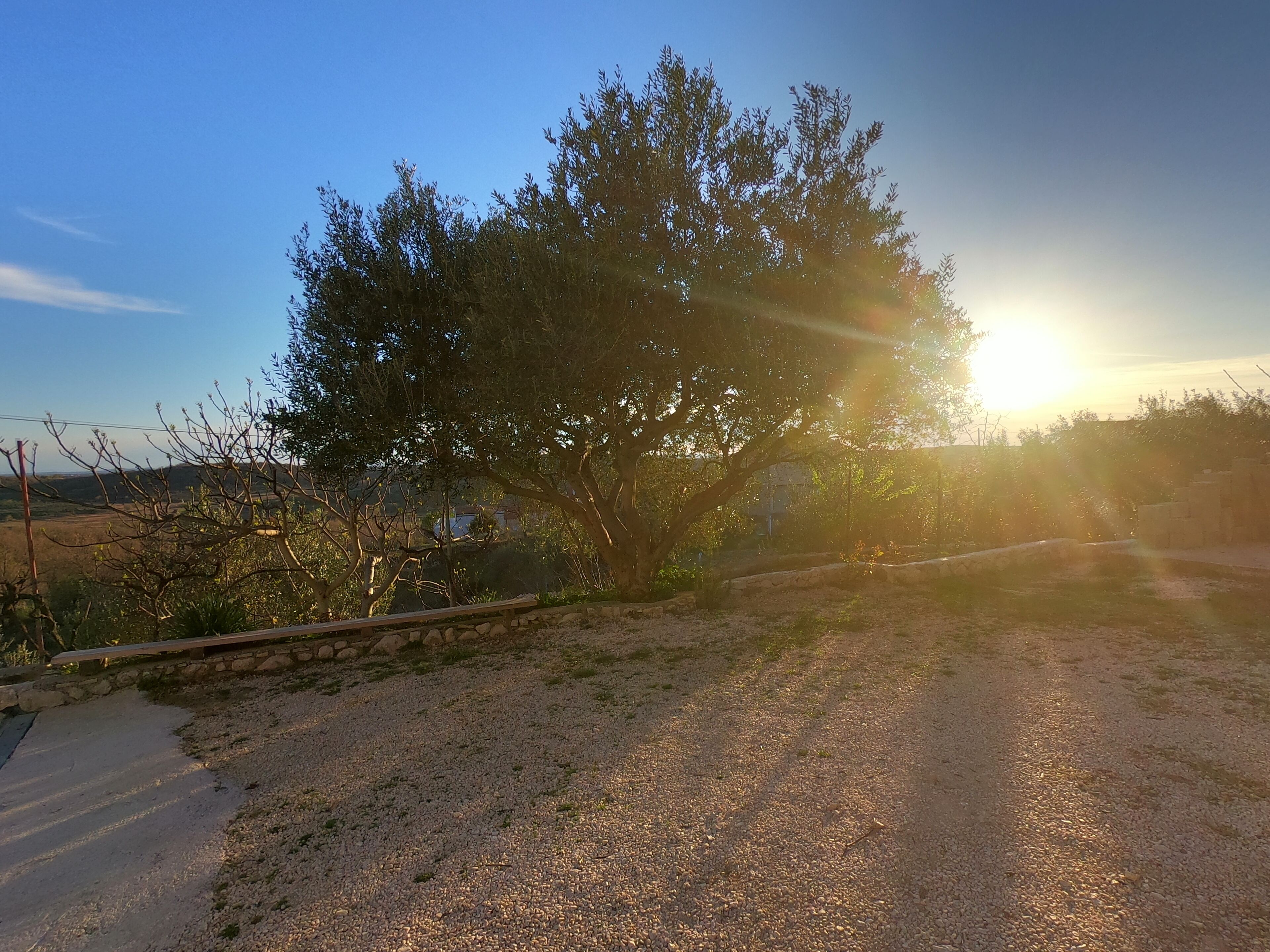 A gravel path leading to a stone wall with a tree in the center.