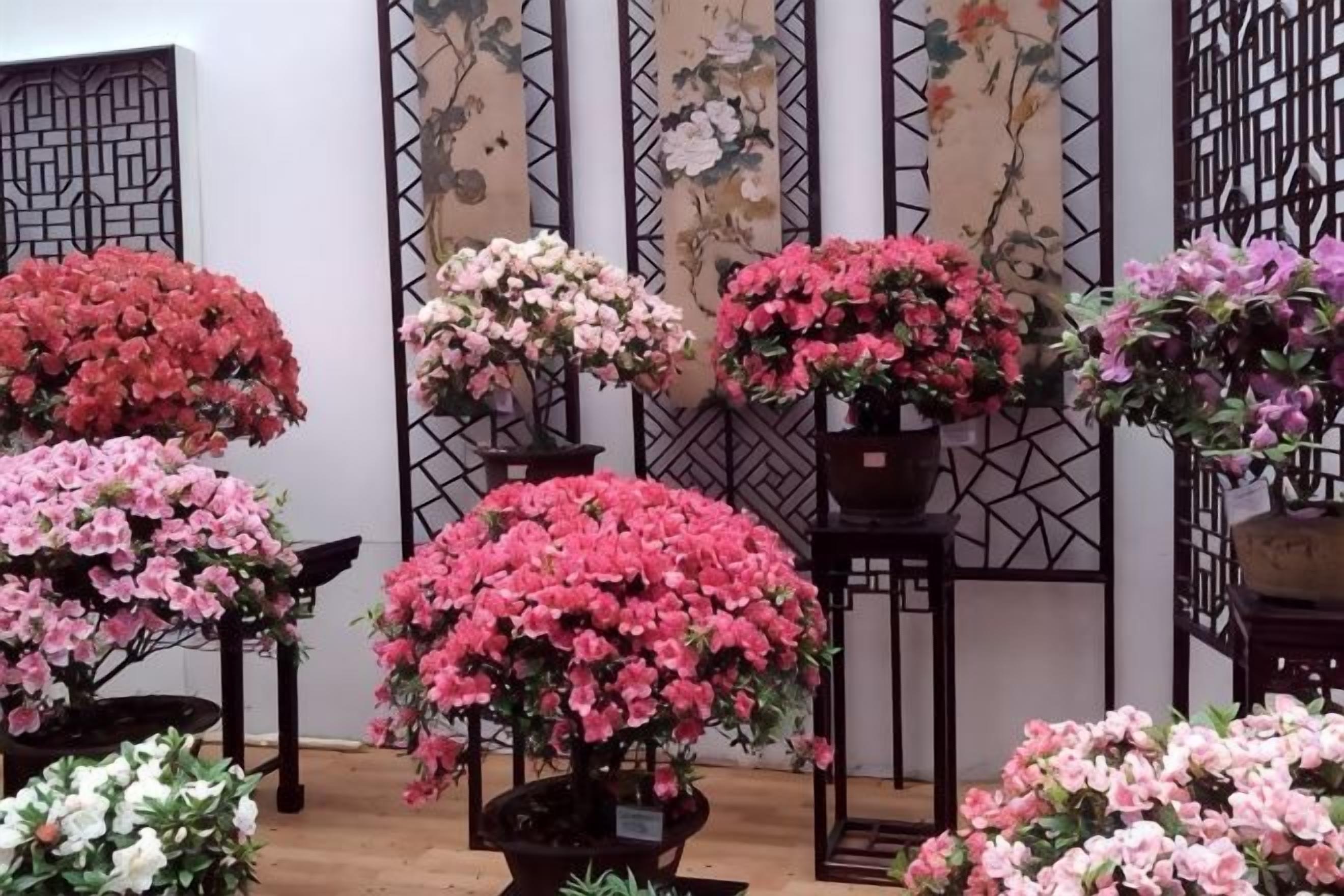 A variety of potted plants with flowers in different colors.