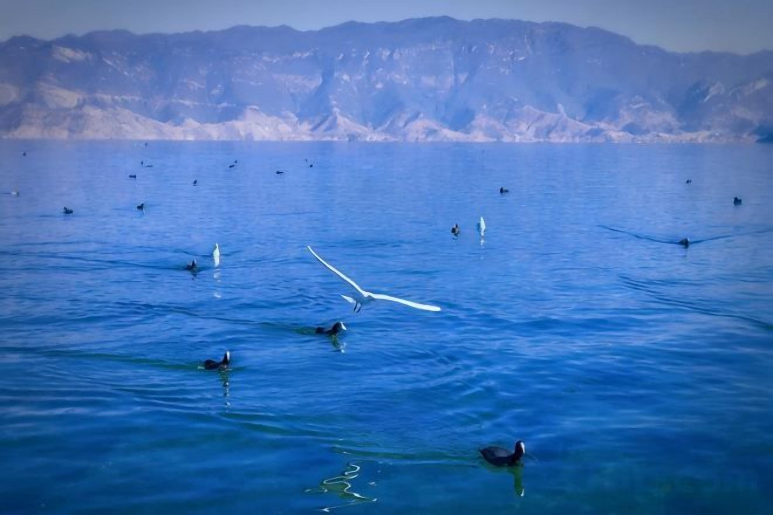 A body of water with several birds and a single white bird in flight.