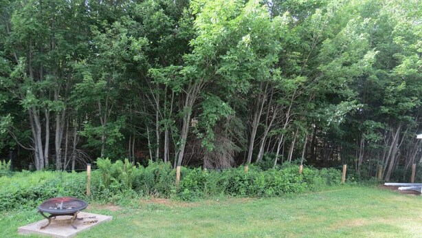 A grassy backyard with a fire pit, surrounded by dense trees.