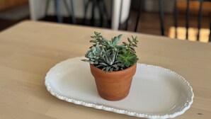 Uma mesa de jantar com um prato branco e um vaso de terracota com suculentas.