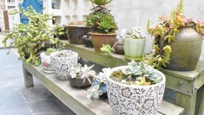 A variety of potted plants on a bench in an outdoor setting. - BCDJ The inn (Shengsi)
