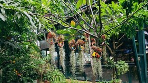 A lush indoor garden with various plants and hanging decorations. - Crystal Resort (Nakhon Ratchasima)