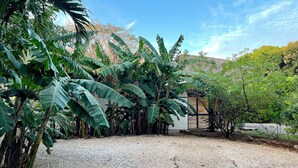 A garden with banana trees and a gravel path leading to a building. - CASA ULYSSE 
 2-bedroom house near Tamarindo with swimming pool in the nature (Tamarindo)