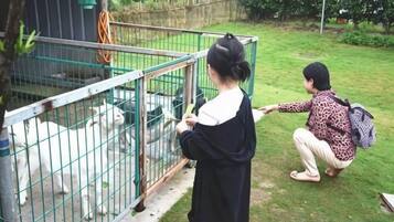 Una persona interactuando con animales tras una cerca de metal.