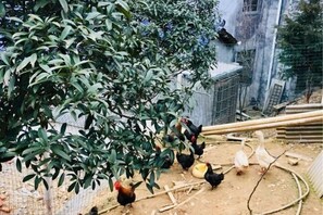 Room - Shaoshan Guli LinShe Homestay (Shaoshan)