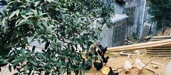 Shaoshan Guli LinShe Homestay