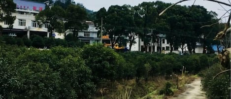 A rural road with vegetation on the sides and buildings in the background.