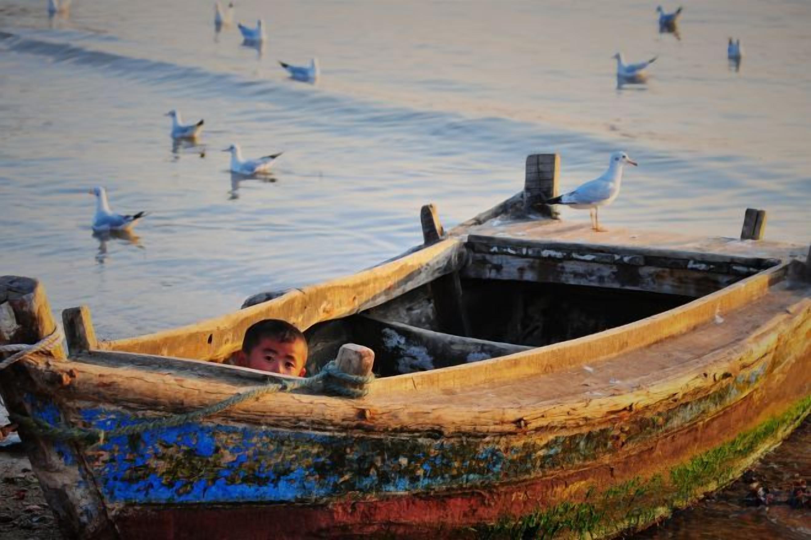 A wooden boat with a person inside, surrounded by water and seagulls.