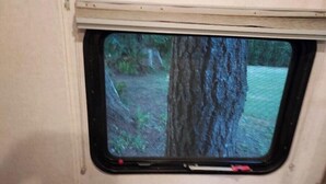 A window with a view of a tree and a grassy area. - In the Beautiful redwoodss, 2acres .20 minutes from Crescent city (Crescent City,)