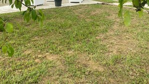 Un espace patio aménagé avec du mobilier d’extérieur, un petit arbre et un bâtiment en arrière-plan.