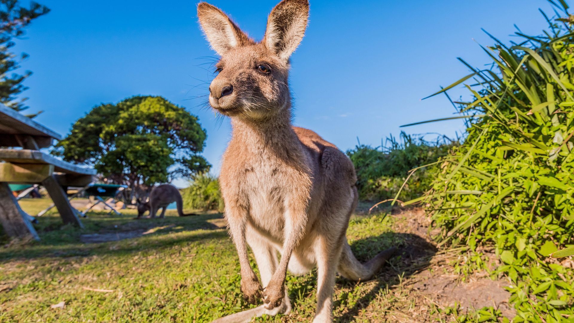 A kangaroo in a grassy enclosure with trees and a wooden structure in the background.
