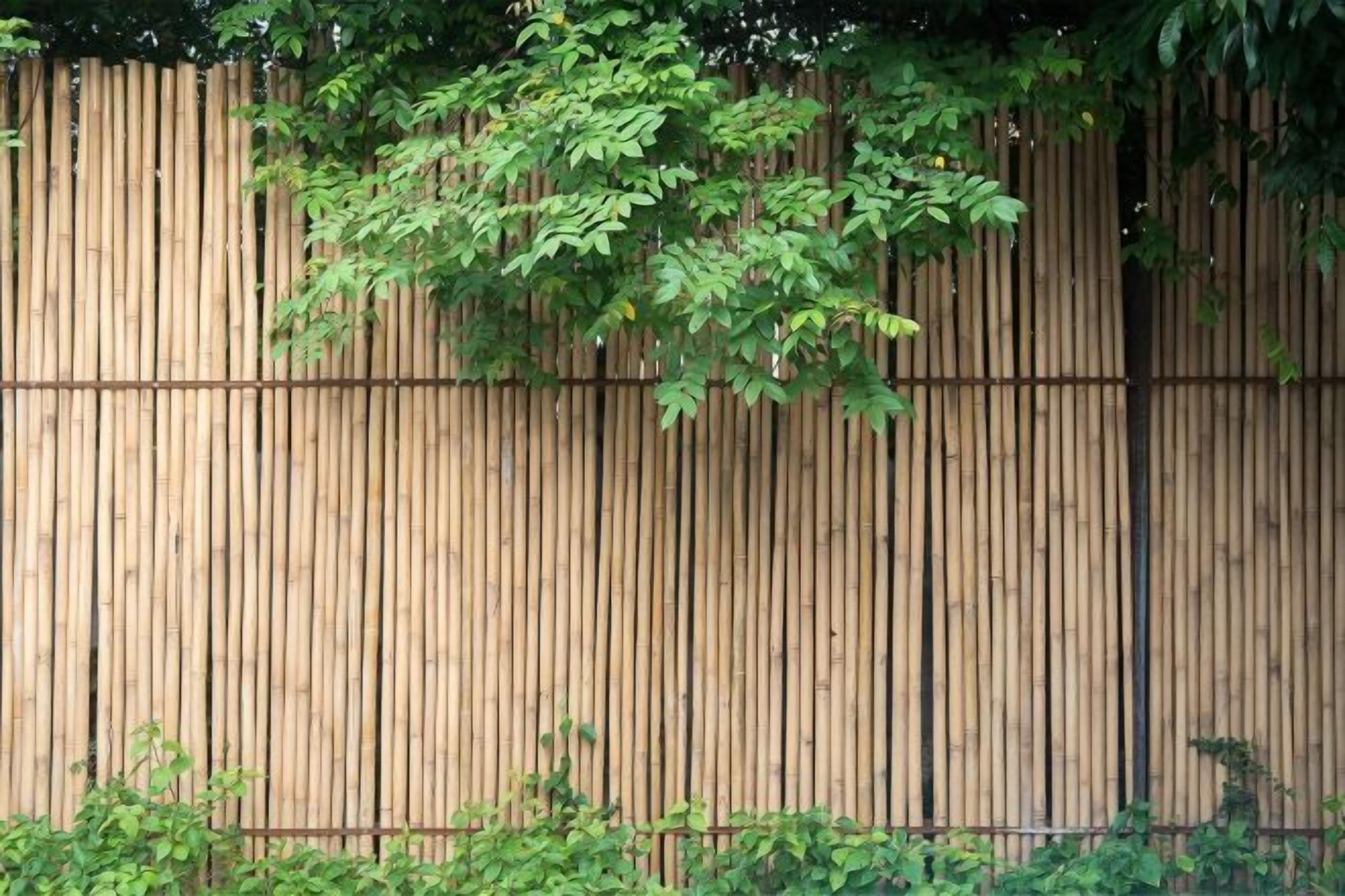 A wooden fence with climbing plants.