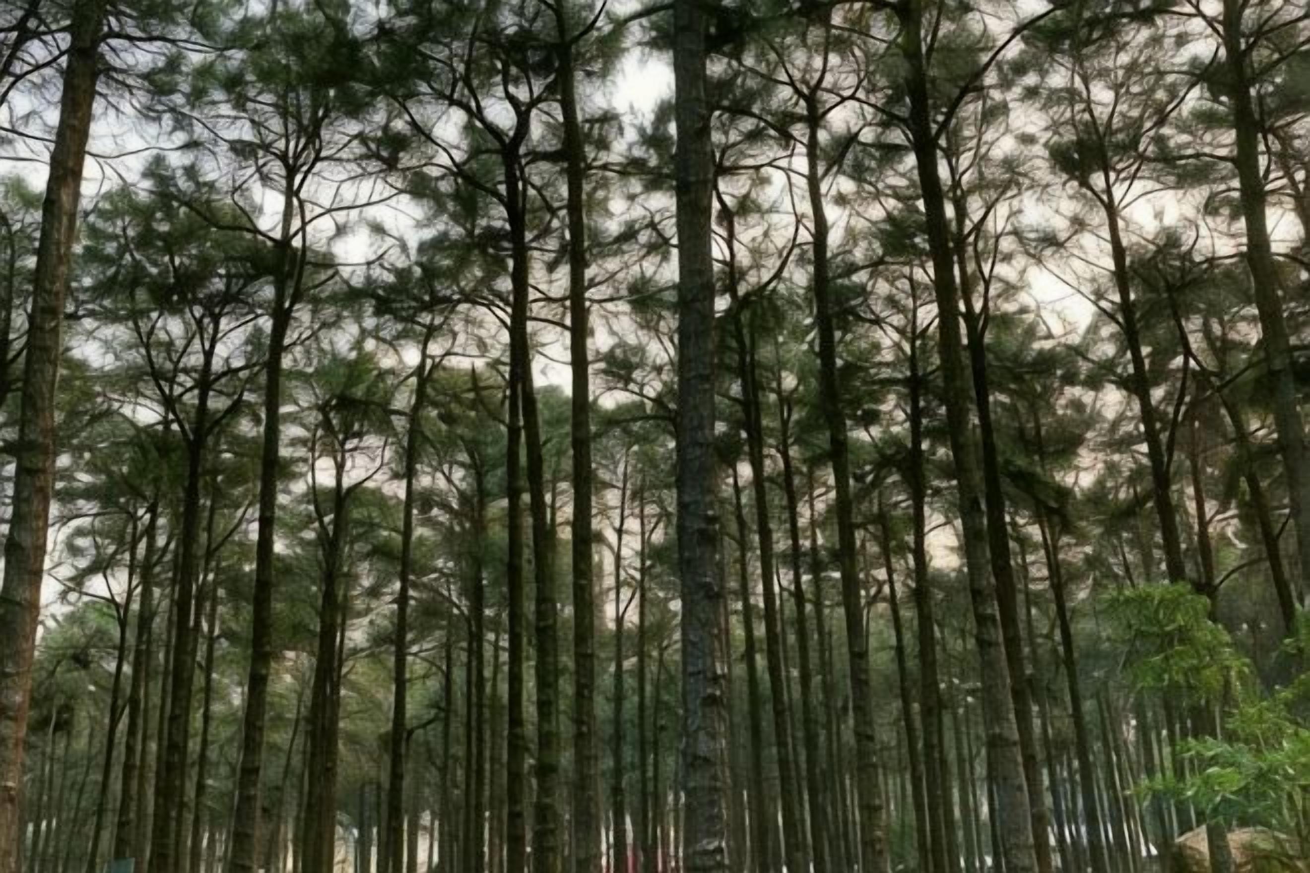 A dense forest of tall pine trees.