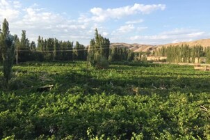 Un campo con cultivos y árboles al fondo.