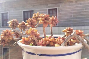 Food and drink - Tingtaoge Inn, 186 Qianchao, Hui'an (Hui'an)