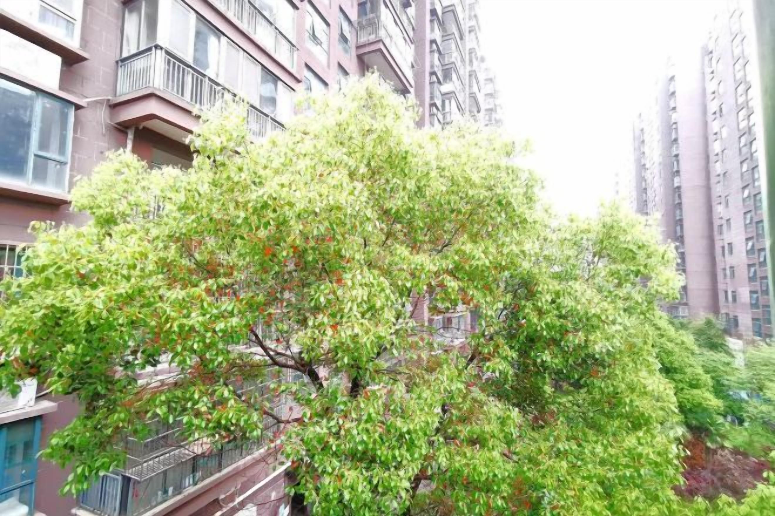 A tree in front of a building with multiple floors and balconies.