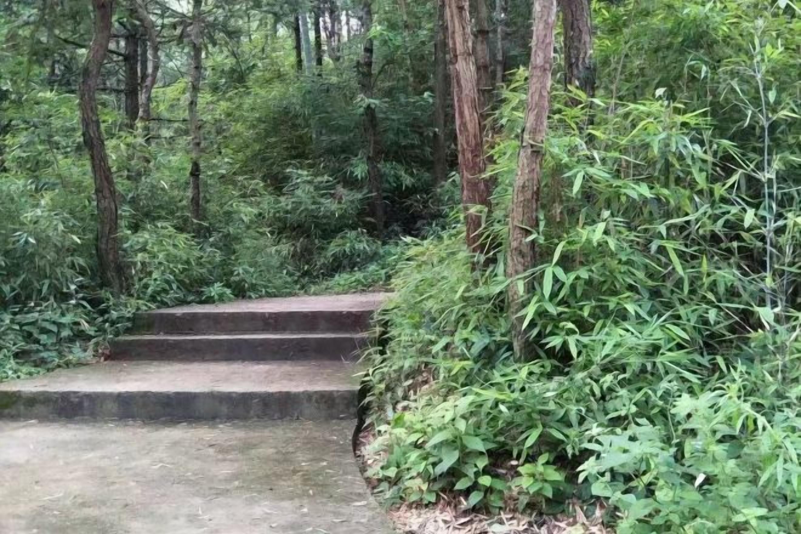 A concrete staircase surrounded by dense forest vegetation.