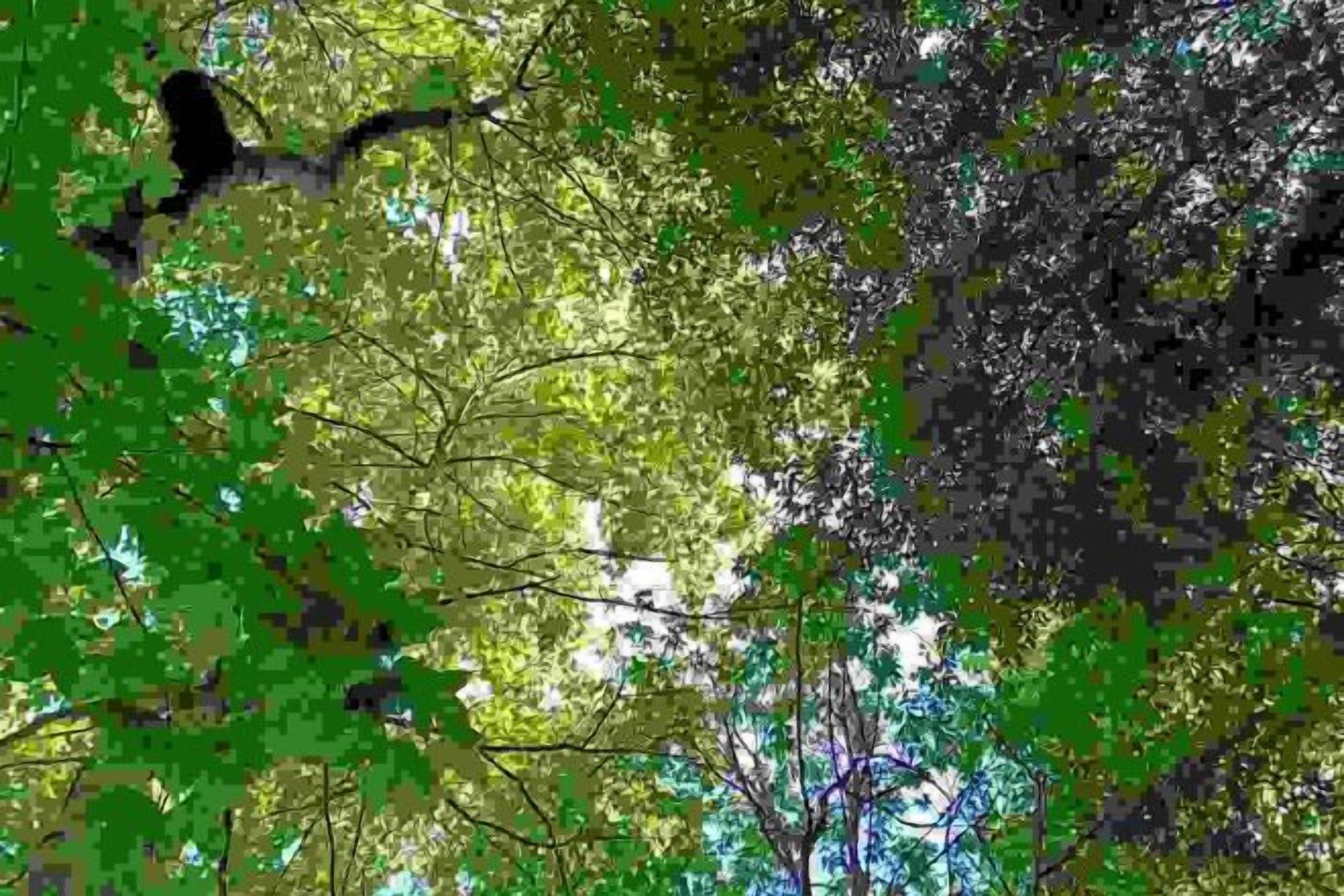 A dense forest with various tree species, including some with green leaves and others with bare branches.