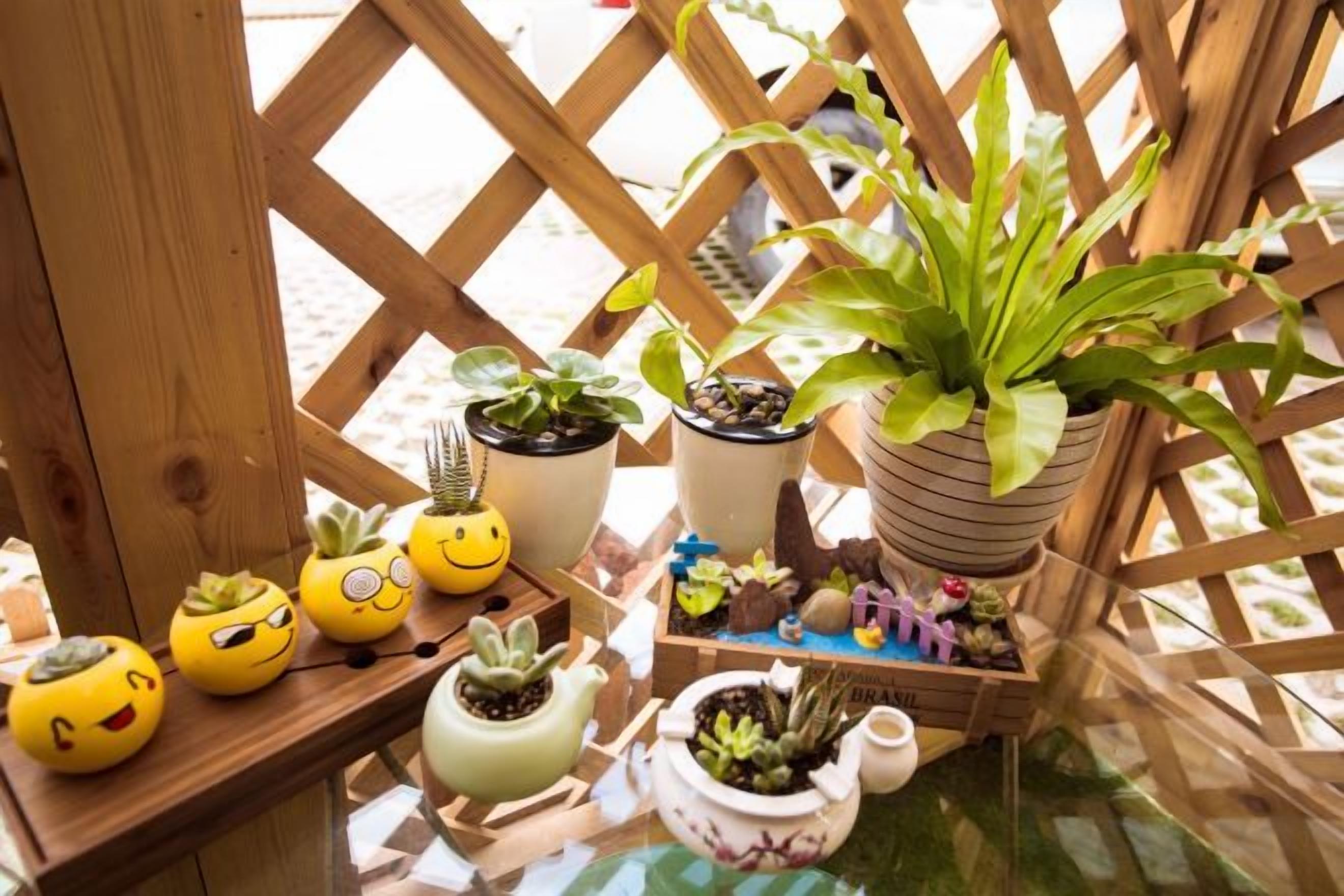 A variety of potted plants on a wooden table with a lattice backdrop.